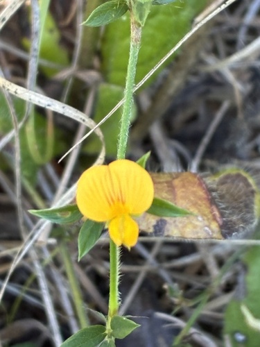 sidebeak pencilflower