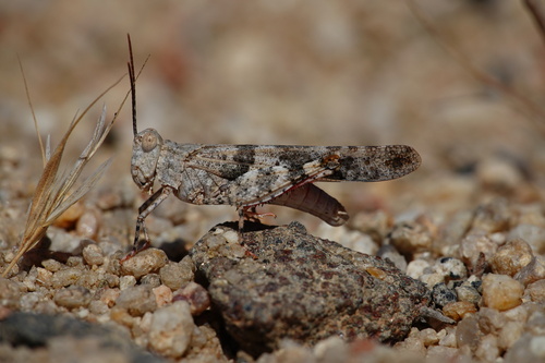 Strenuous Grasshopper