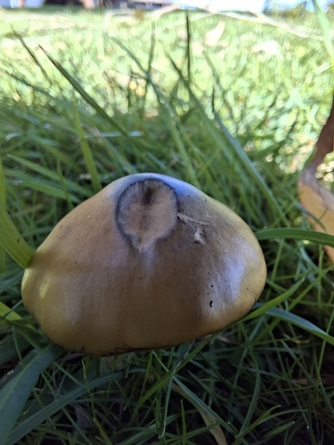Psilocybe subaeruginosa