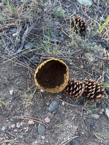 Western Giant Puffball