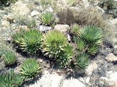 Agave filifera