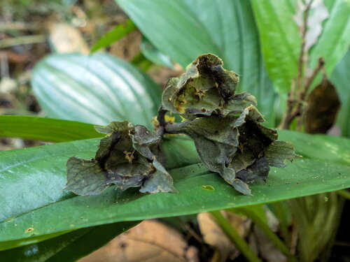 Tacca bibracteata