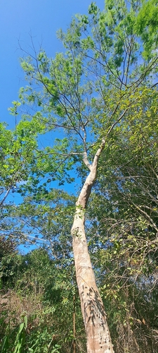 Anadenanthera colubrina, photograph 1