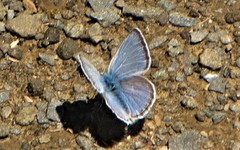 Icaricia icarioides fenderi