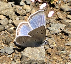 Icaricia icarioides fenderi