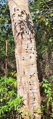 Anadenanthera colubrina, photograph 2