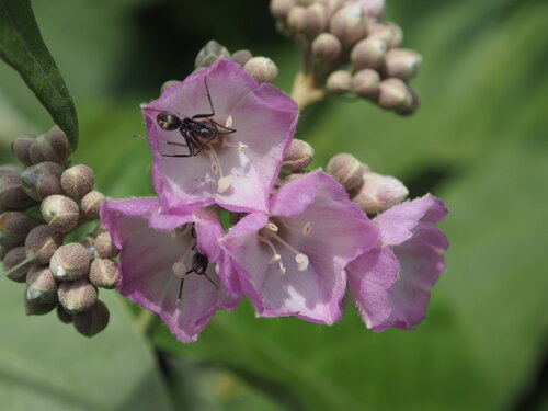 Jacquemontia tomentella