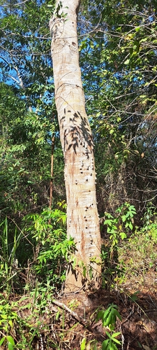 Anadenanthera colubrina, photograph 3