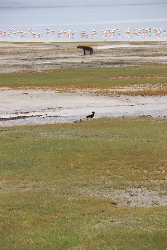 iNaturalist image
