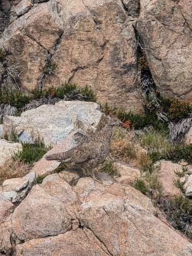 iNaturalist observation photo of White-tailed Ptarmigan