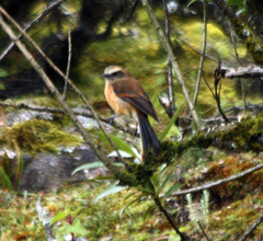 Ochthoeca fumicolor