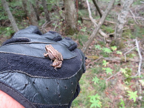 Wood Frog