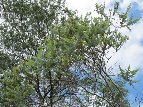 Acacia cultriformis, photograph 2