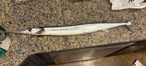 Tylosurus acus observed 2026-09-05
