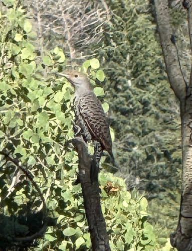 Northern Flicker