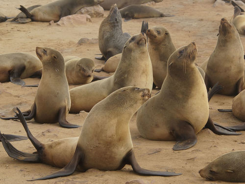 Brown Fur Seal, photo 2 of 9