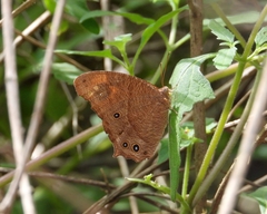 Melanitis leda bankia