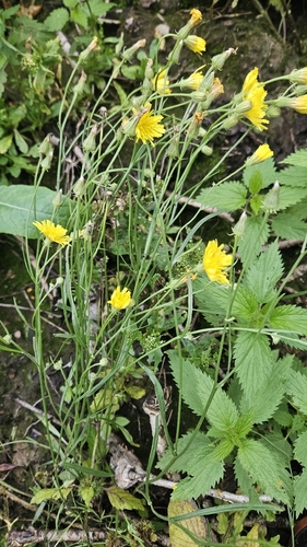 narrow-leaved hawksbeard