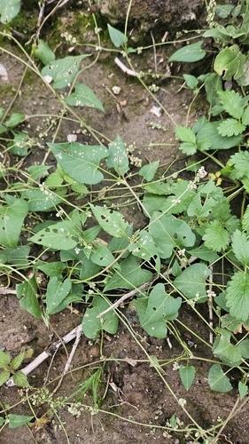Black-bindweed