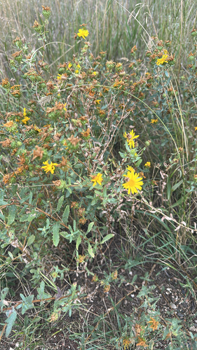 Curlycup Gumweed