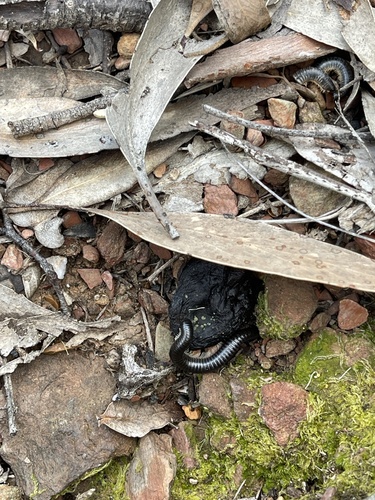 Portuguese Millipede