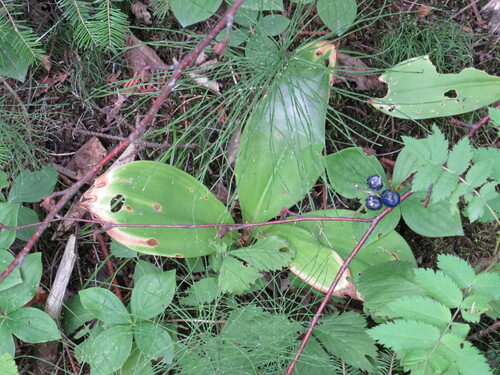 bluebead lily