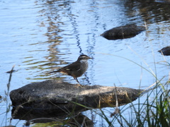 Cinclodes olrogi