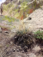 Echinofossulocactus dichroacanthus