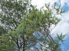 (c) zebedeugalinha, some rights reserved (CC BY) Acacia cultriformis, photograph (c) zebedeugalinha, some rights reserved (CC BY)