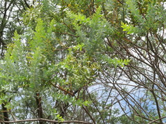 Acacia cultriformis