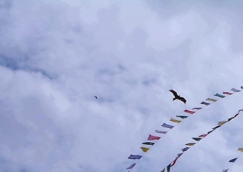 Black Kite