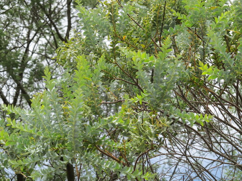Acacia cultriformis, photograph 1
