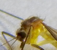 Aedes atlanticus