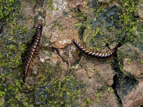 Greenhouse Millipede