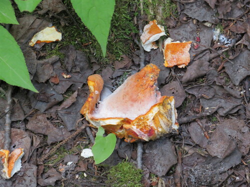 lobster mushroom
