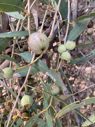 Eucalyptus todtiana, photograph 5