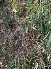 Eucalyptus todtiana, photograph (c) Millie Brady, some rights reserved (CC BY)