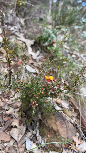 small-leaf parrot-pea