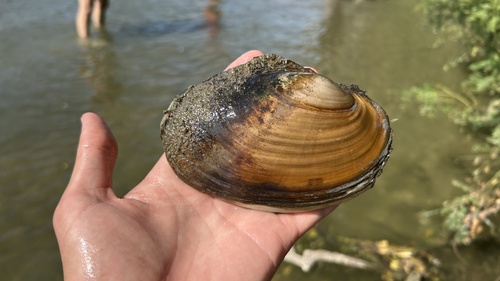 Pink Papershell