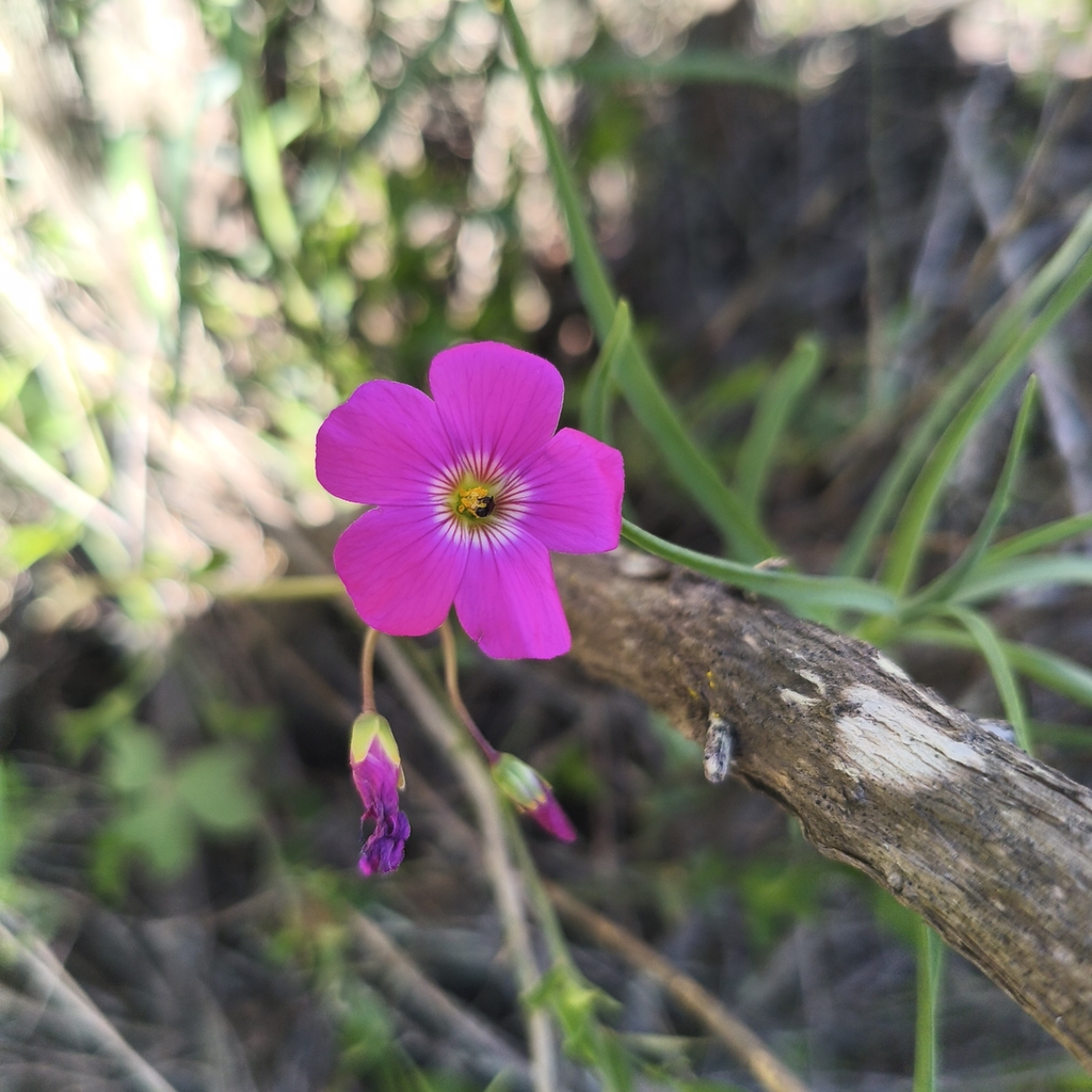 Oxalis arenaria; photograph author not stated, no rights reserved