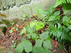 Cryptotaenia japonica, photograph (c) W Rao, some rights reserved (CC BY)
