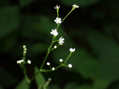 Cryptotaenia japonica, photograph (c) W Rao, some rights reserved (CC BY)