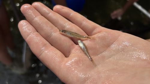 Shoal Chub