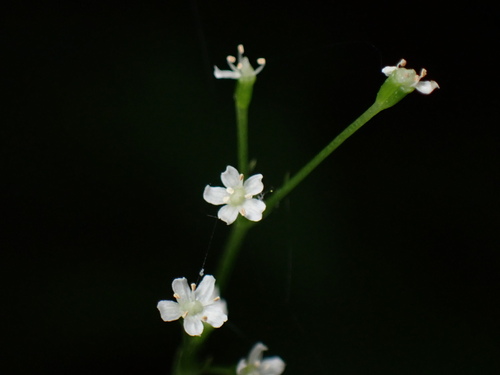 Cryptotaenia japonica