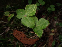 Cryptotaenia japonica, photograph (c) W Rao, some rights reserved (CC BY)