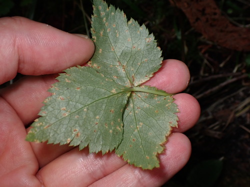 Cryptotaenia japonica, photograph 3