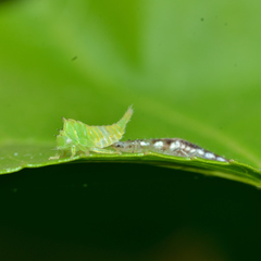 Stictocephala militaris