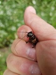 Gryllus texensis