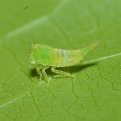 Stictocephala militaris
