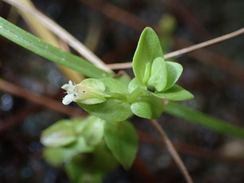 Tropical Water-Hyssop